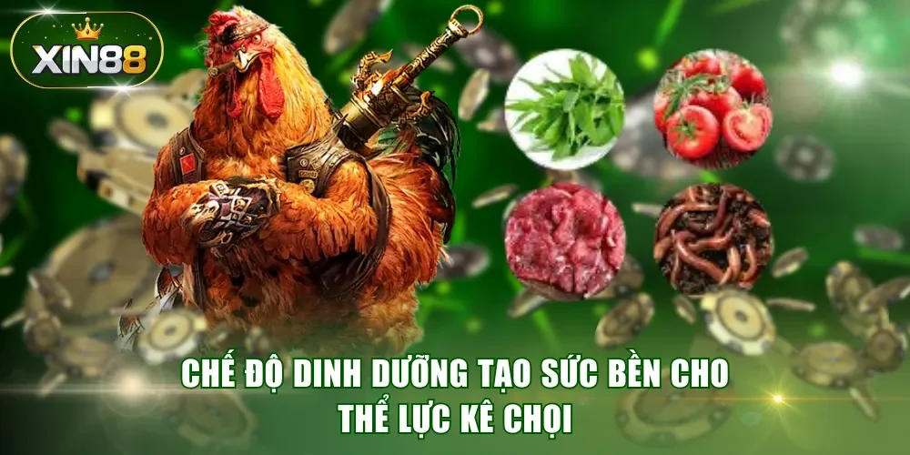 Chế độ dinh dưỡng tạo sức bền cho thể lực kê chọi