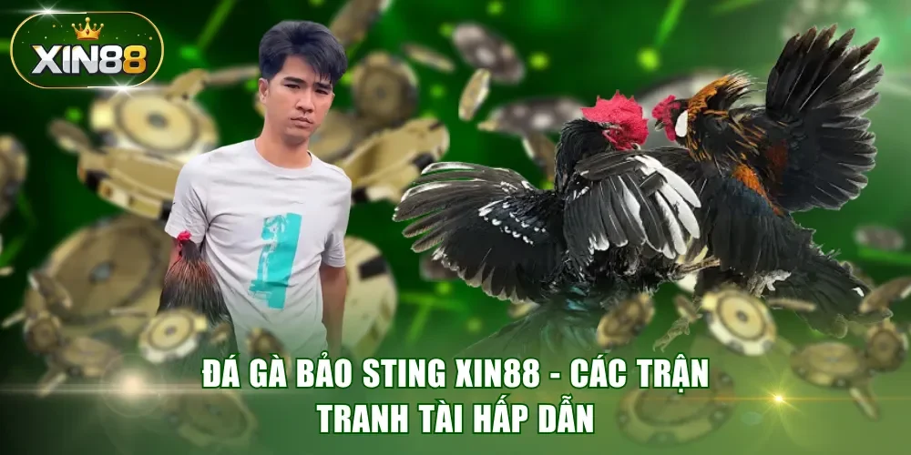 Đá gà Bảo Sting XIN88 - Các trận tranh tài hấp dẫn